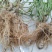 【热卖中】野生鬼针草根现采新鲜鬼针草可批发可零售量大从优