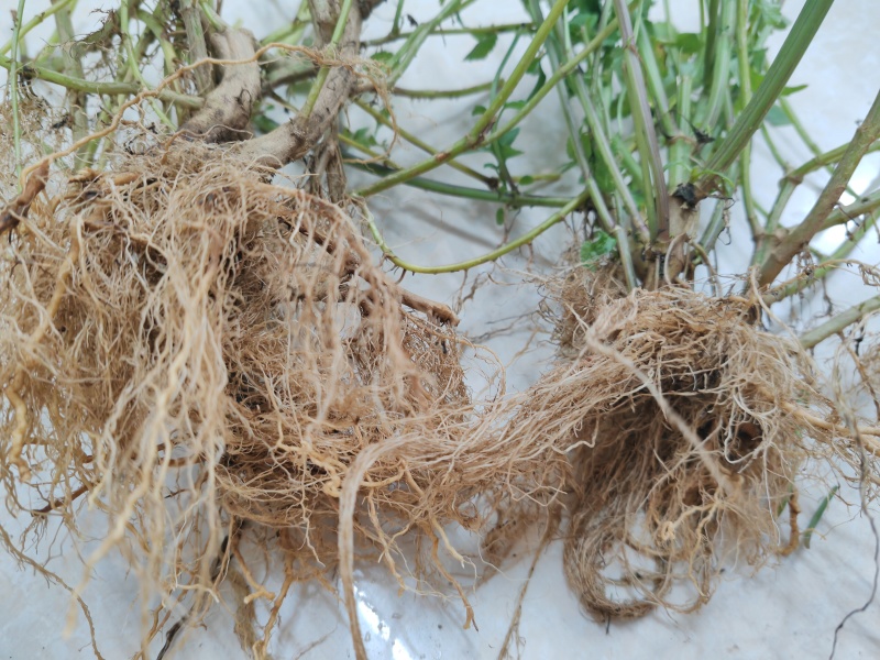 【热卖中】野生鬼针草根现采新鲜鬼针草可批发可零售量大从优