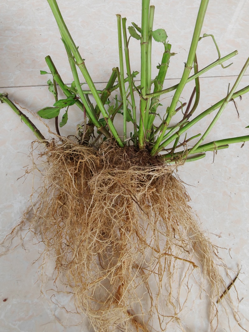 野生鬼针草根