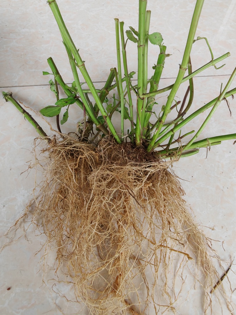野生鬼针草根
