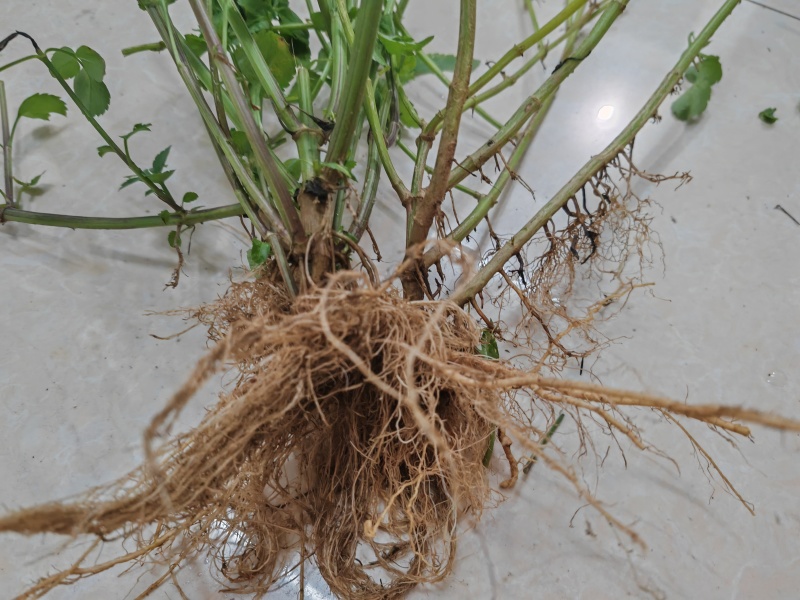 野生鬼针草根