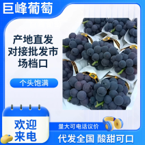 巨峰葡萄硬枝巨峰葡萄硬梗巨峰葡萄一手货源产地直发冷库仓储