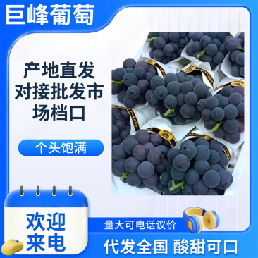 巨峰葡萄硬枝巨峰葡萄硬梗巨峰葡萄一手货源产地直发冷库仓储