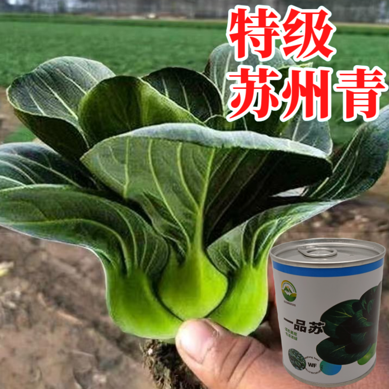 【一品苏】正品黑叶矮脚苏州青种子基地优选青梗菜耐储耐抽