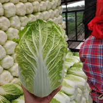 河北黄心大白菜品质好一手货源欢迎来电咨询