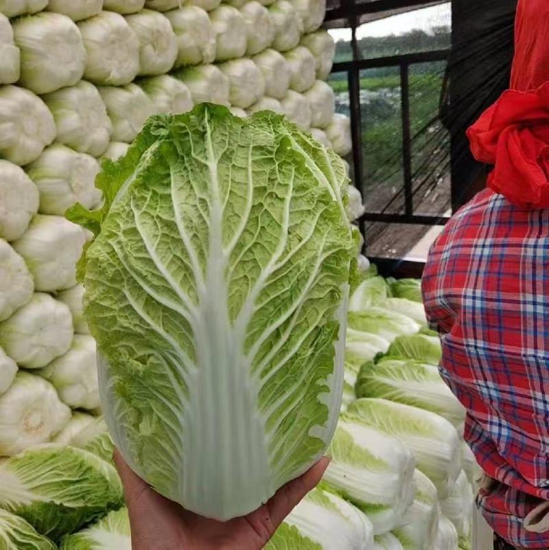 河北黄心大白菜品质好一手货源欢迎来电咨询