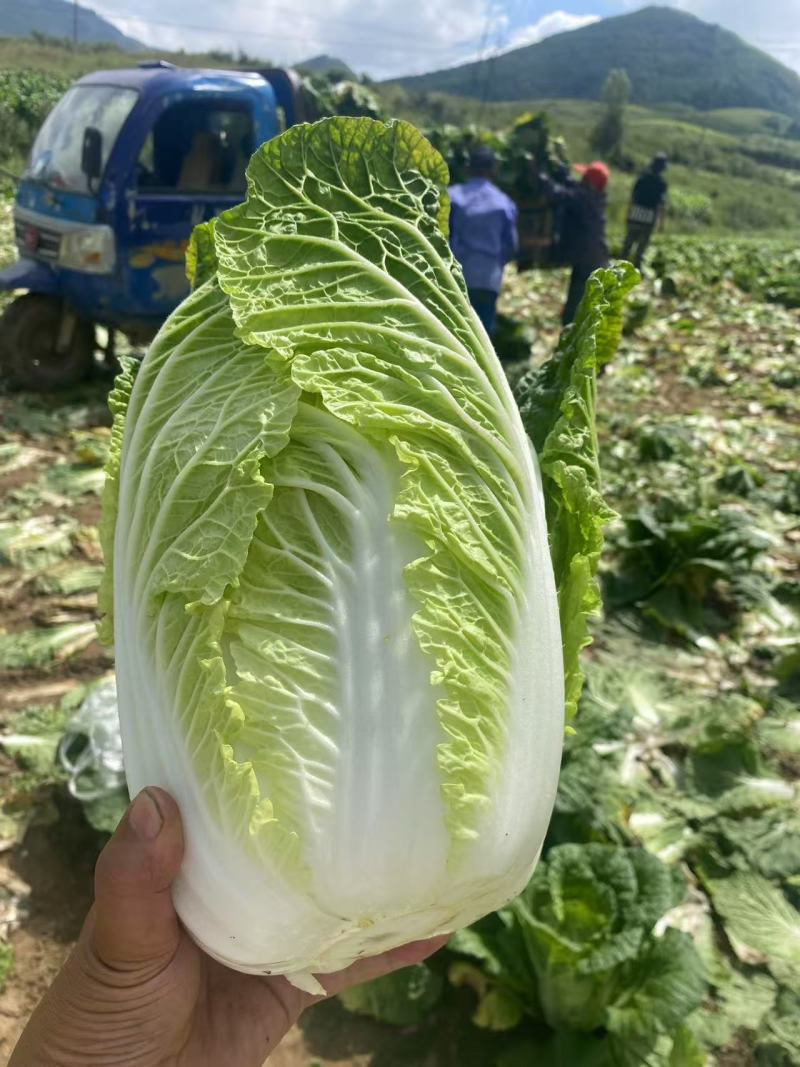 河北黄心大白菜品质好一手货源欢迎来电咨询