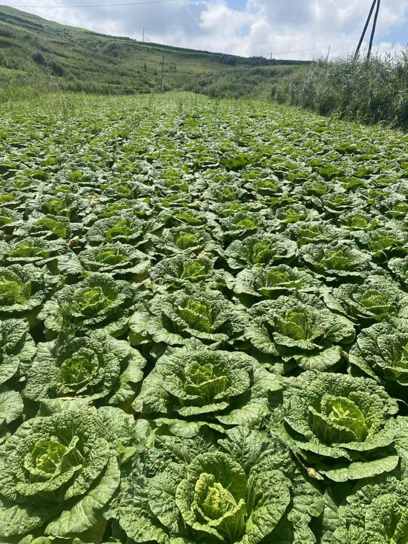 河北黄心大白菜品质好一手货源欢迎来电咨询