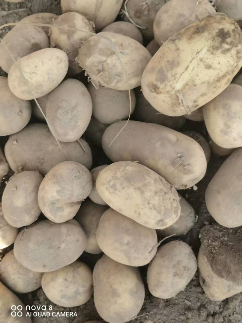 土豆沃土5号产地一手货源，规格齐全，对接电商市场批发商