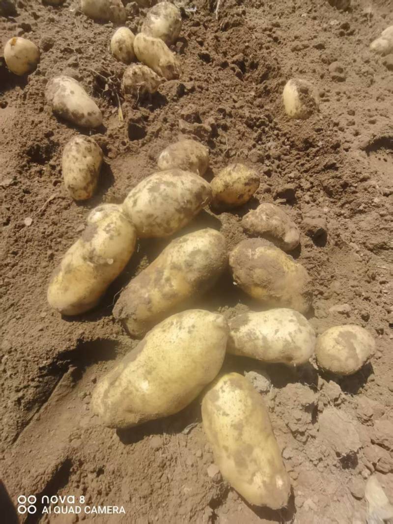 土豆沃土5号产地一手货源，规格齐全，对接电商市场批发商