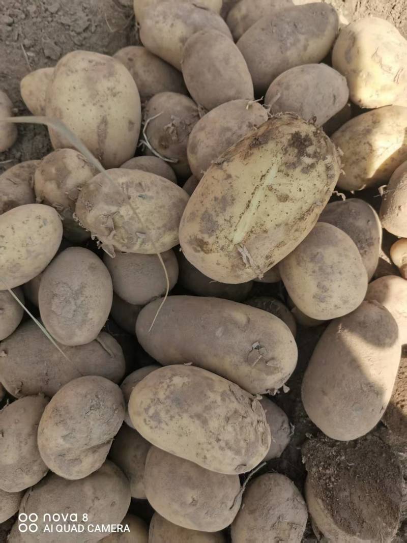 土豆沃土5号产地一手货源，规格齐全，对接电商市场批发商
