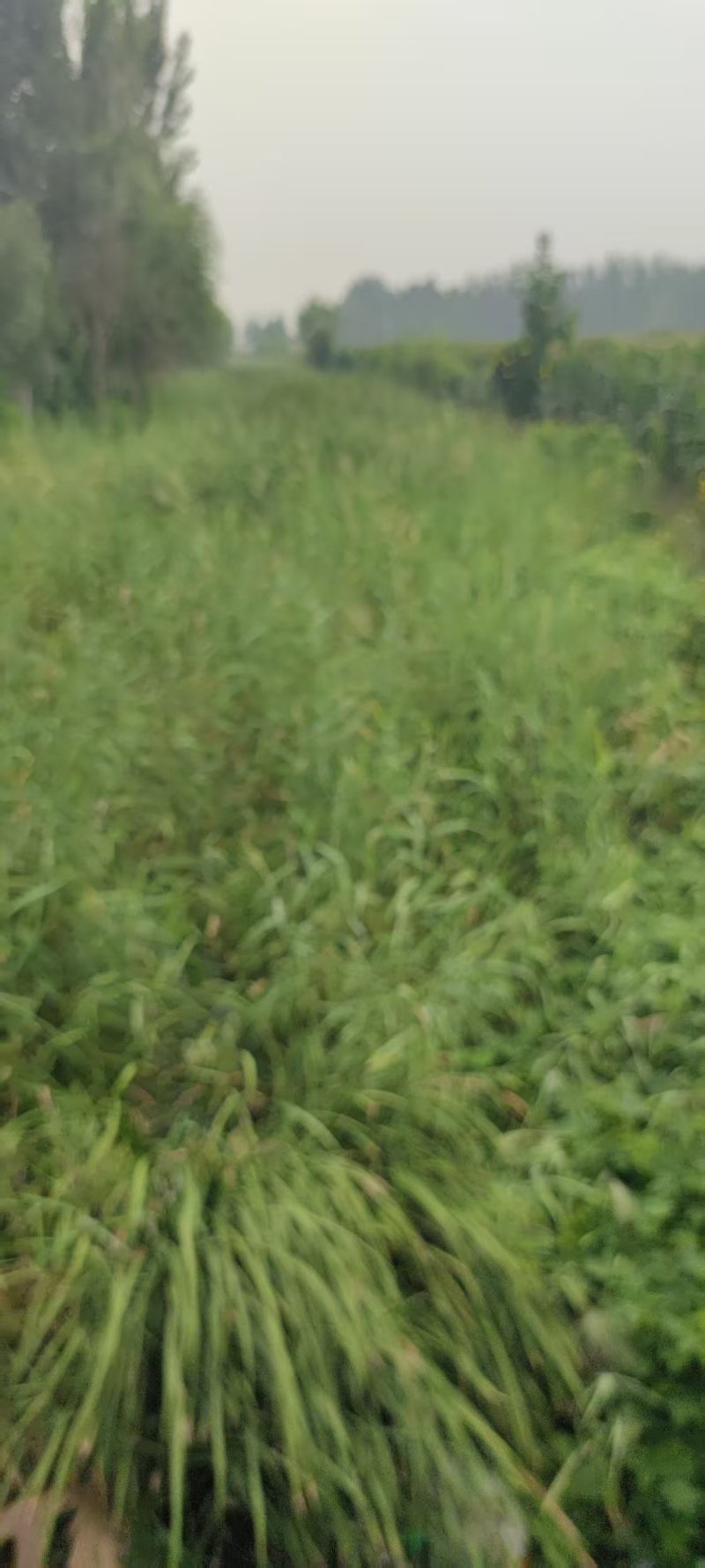 鲜蒲黄棒大量供应，现采现发，规格齐全，品质保证，视频看货