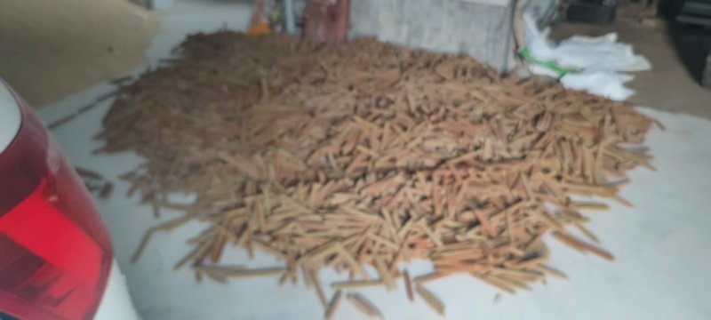 鲜蒲黄棒大量供应，现采现发，规格齐全，品质保证，视频看货