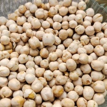 印度土耳其鹰嘴豆卡布里德西精品大颗粒5-14mm进口批发