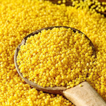 泥河湾|黄小米新米食用粘糯米粗粮粥食五谷杂粮黄金小米