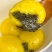 泥河湾|大黄米黄米面粉新米正宗纯粘糯用于包粽子的黍子杂粮