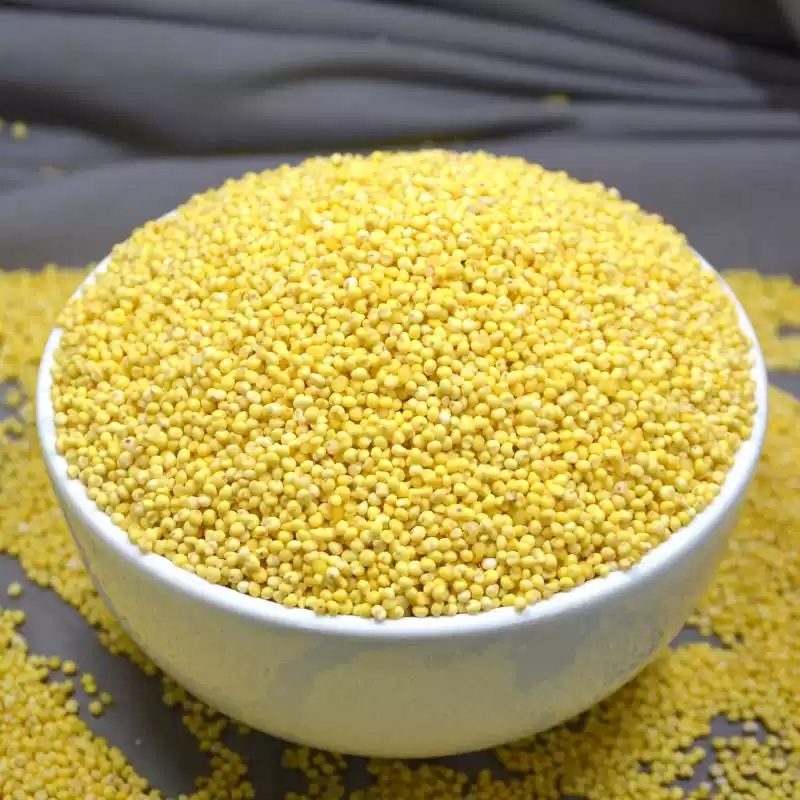 泥河湾|大黄米黄米面粉新米正宗纯粘糯用于包粽子的黍子杂粮