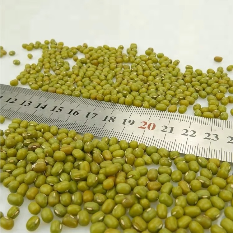 泥河湾|新绿豆新货五谷杂粮发豆芽打豆浆绿豆粥汤冰沙原料