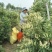 河北北花一号金银花基地直销量大质优一手货源欢迎咨询