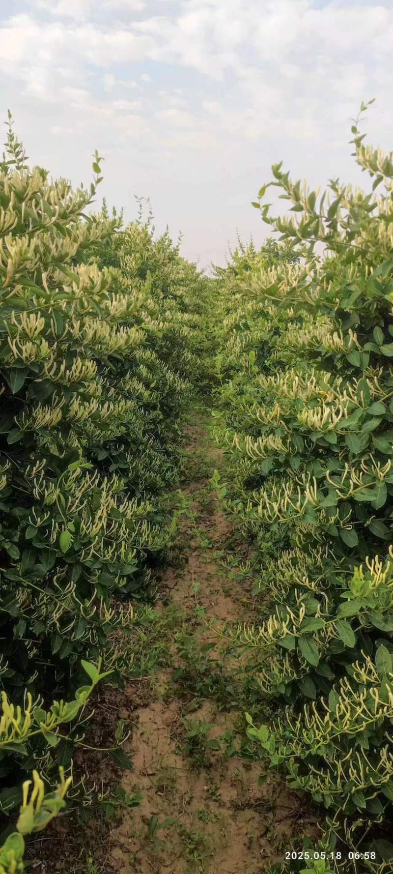 北花一号金银花量大质优价格优惠一手货源支持视频看货