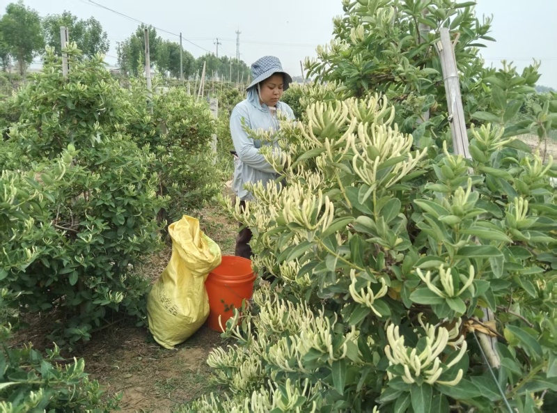 北花一号金银花量大质优价格优惠一手货源支持视频看货