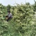 北花一号金银花量大质优价格优惠一手货源支持视频看货