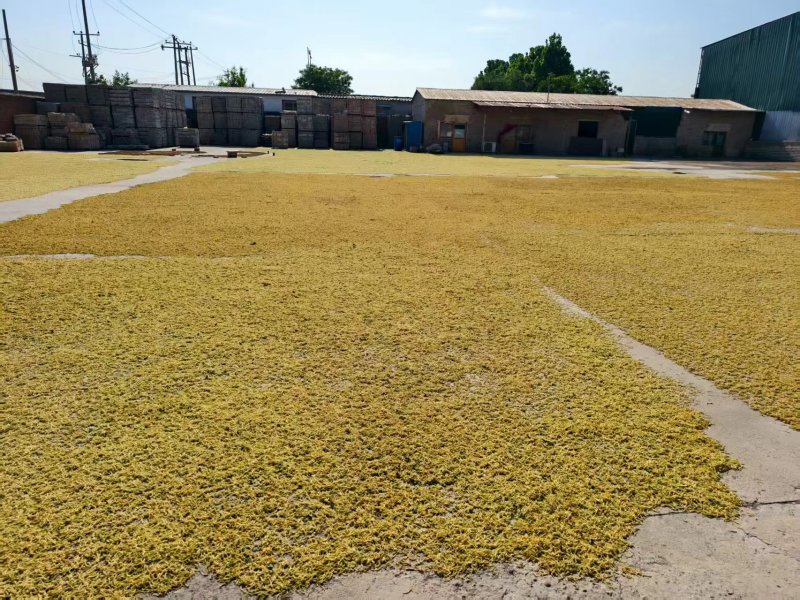 北花一号金银花量大质优价格优惠一手货源支持视频看货