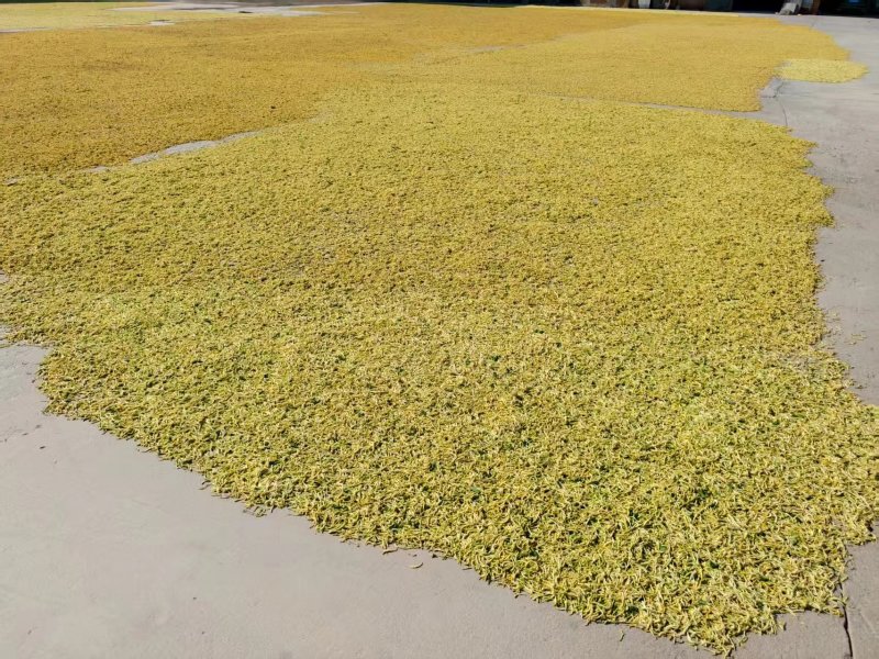 自己种植北花一号金银花量大质优价格优惠欢迎各大老板采购