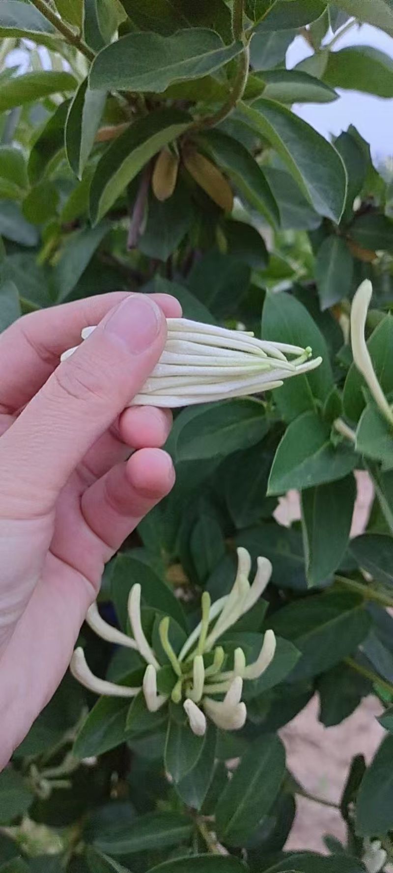 自己种植北花一号金银花量大质优价格优惠欢迎各大老板采购