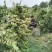 自己种植北花一号金银花量大质优价格优惠欢迎各大老板采购