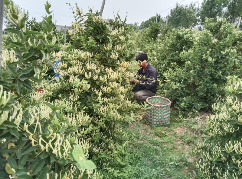 自己种植北花一号金银花量大质优价格优惠欢迎各大老板采购