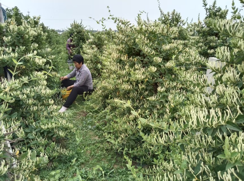 自己种植北花一号金银花量大质优价格优惠欢迎各大老板采购