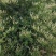 自己种植北花一号金银花量大质优价格优惠欢迎各大老板采购