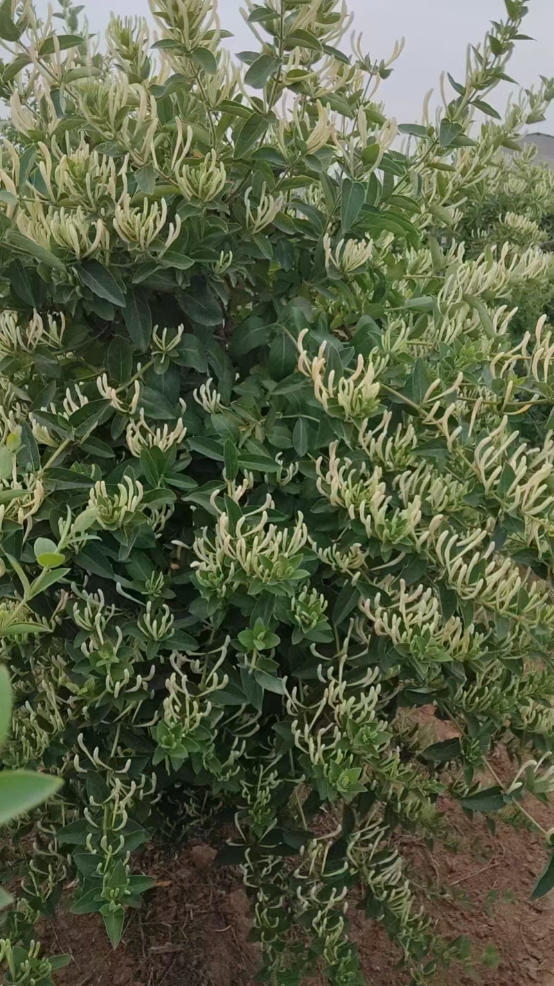 自己种植北花一号金银花量大质优价格优惠欢迎各大老板采购