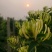 自己种植北花一号金银花量大质优价格优惠欢迎各大老板采购