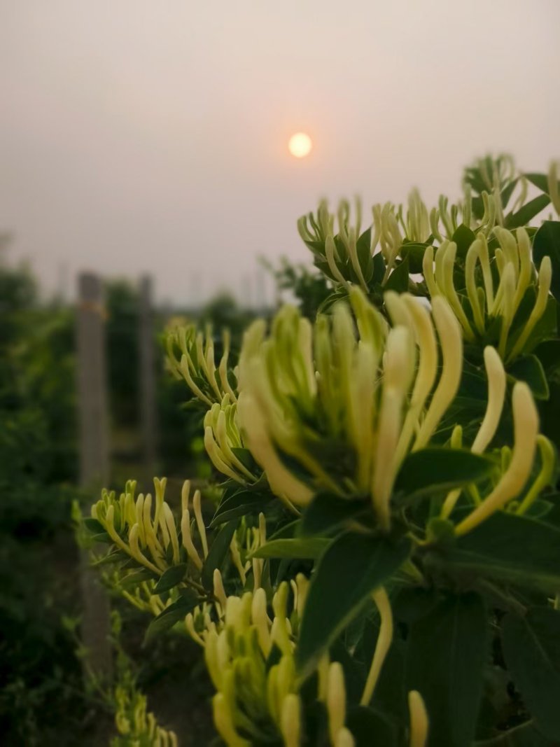 自己种植北花一号金银花量大质优价格优惠欢迎各大老板采购