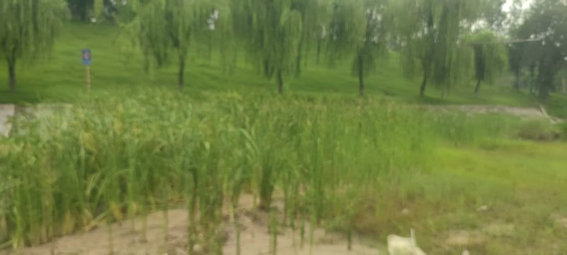 山东蒲黄野生蒲棒蒲棒大量供应，规格齐全，欢迎来电洽谈合作