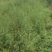 山东蒲黄野生蒲棒蒲棒大量供应，规格齐全，欢迎来电洽谈合作