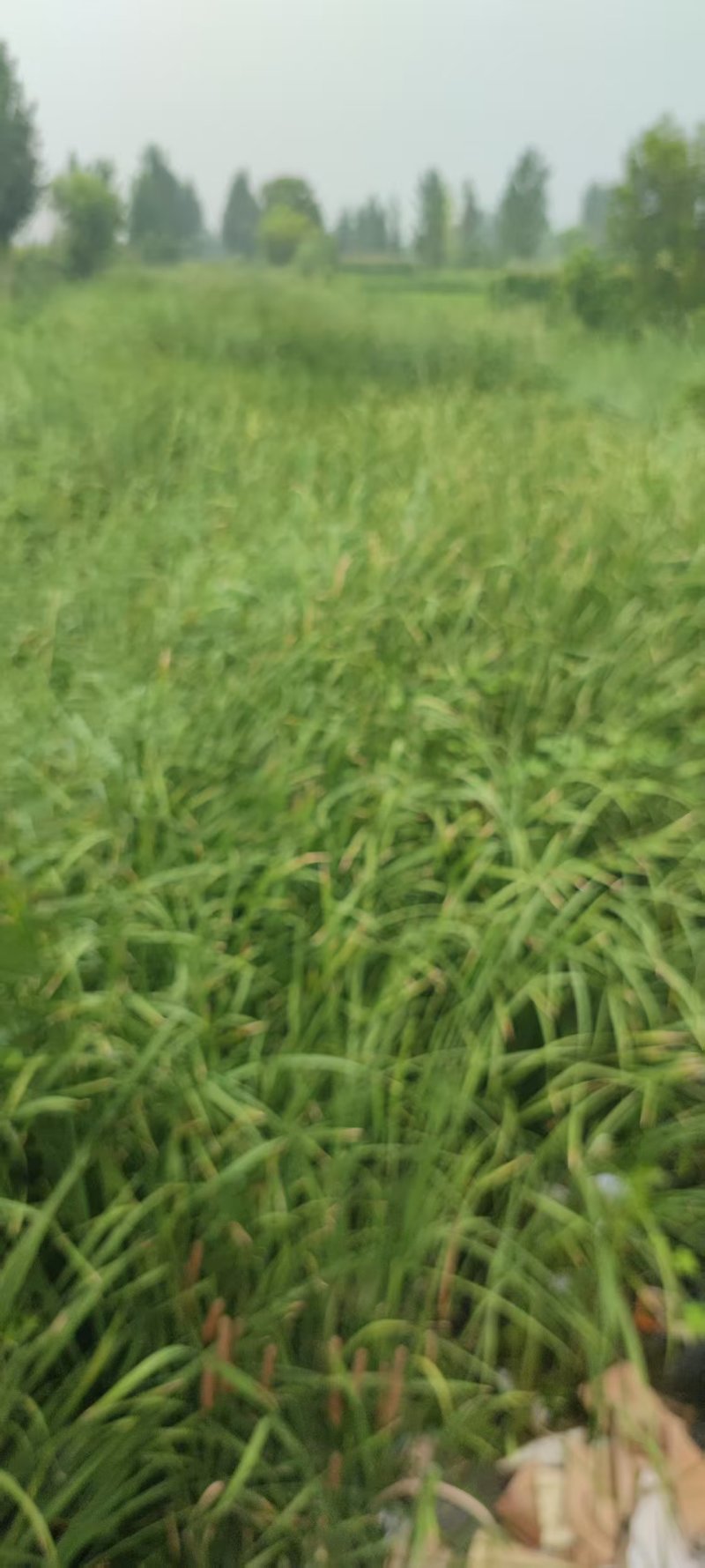 山东蒲黄野生蒲棒蒲棒大量供应，规格齐全，欢迎来电洽谈合作