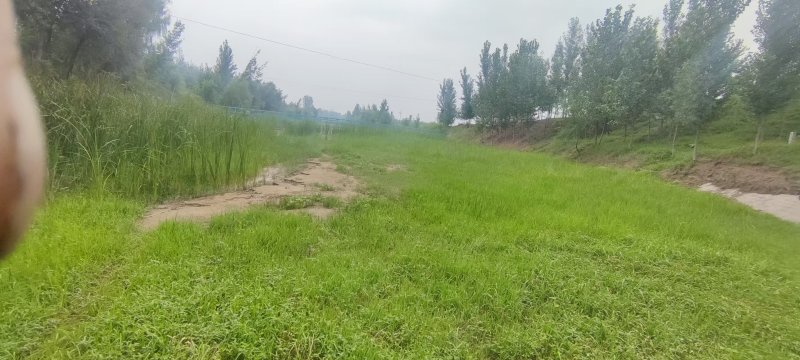 山东蒲黄野生蒲棒蒲棒大量供应，规格齐全，欢迎来电洽谈合作