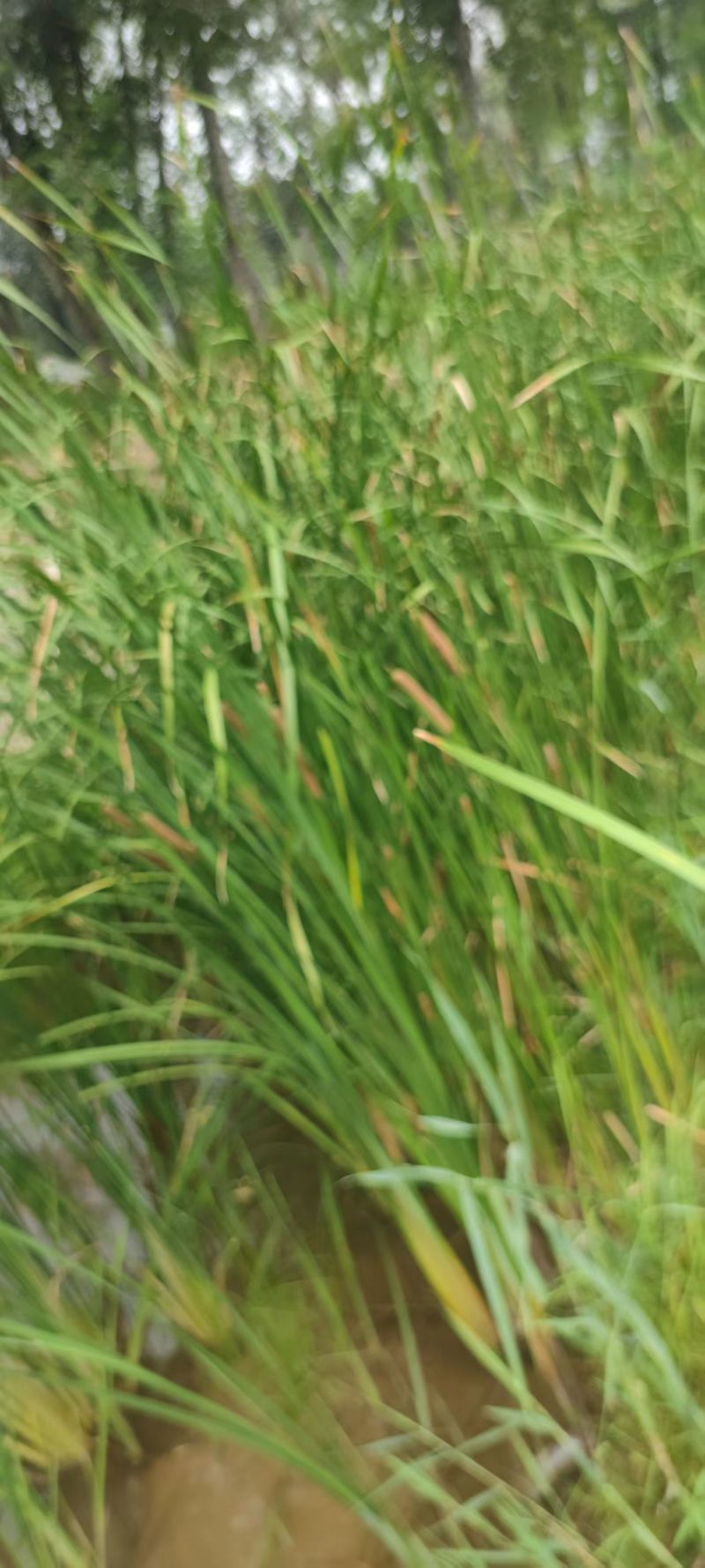 山东蒲黄野生蒲棒蒲棒大量供应，规格齐全，欢迎来电洽谈合作