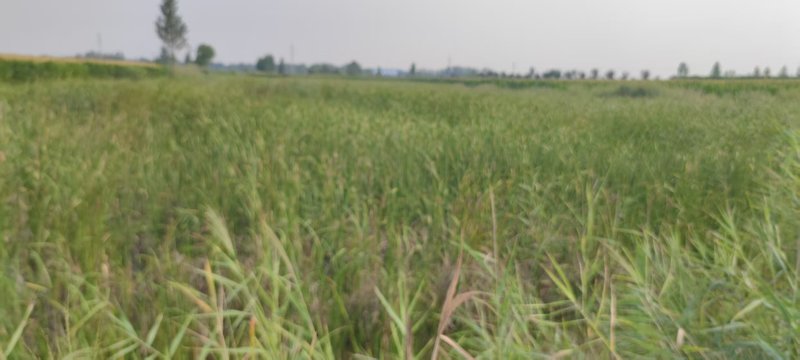 山东蒲黄野生蒲棒蒲棒大量供应，规格齐全，欢迎来电洽谈合作