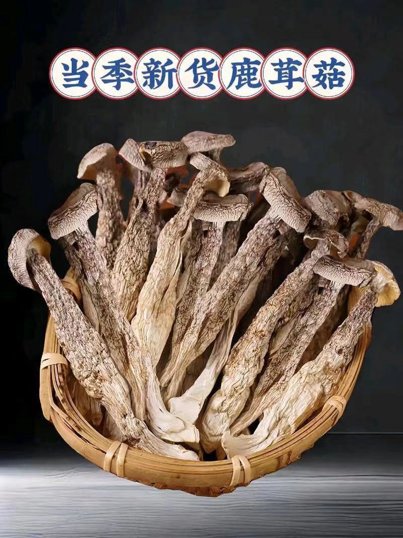 精品鹿茸菇一手货源对接电商市场商超
