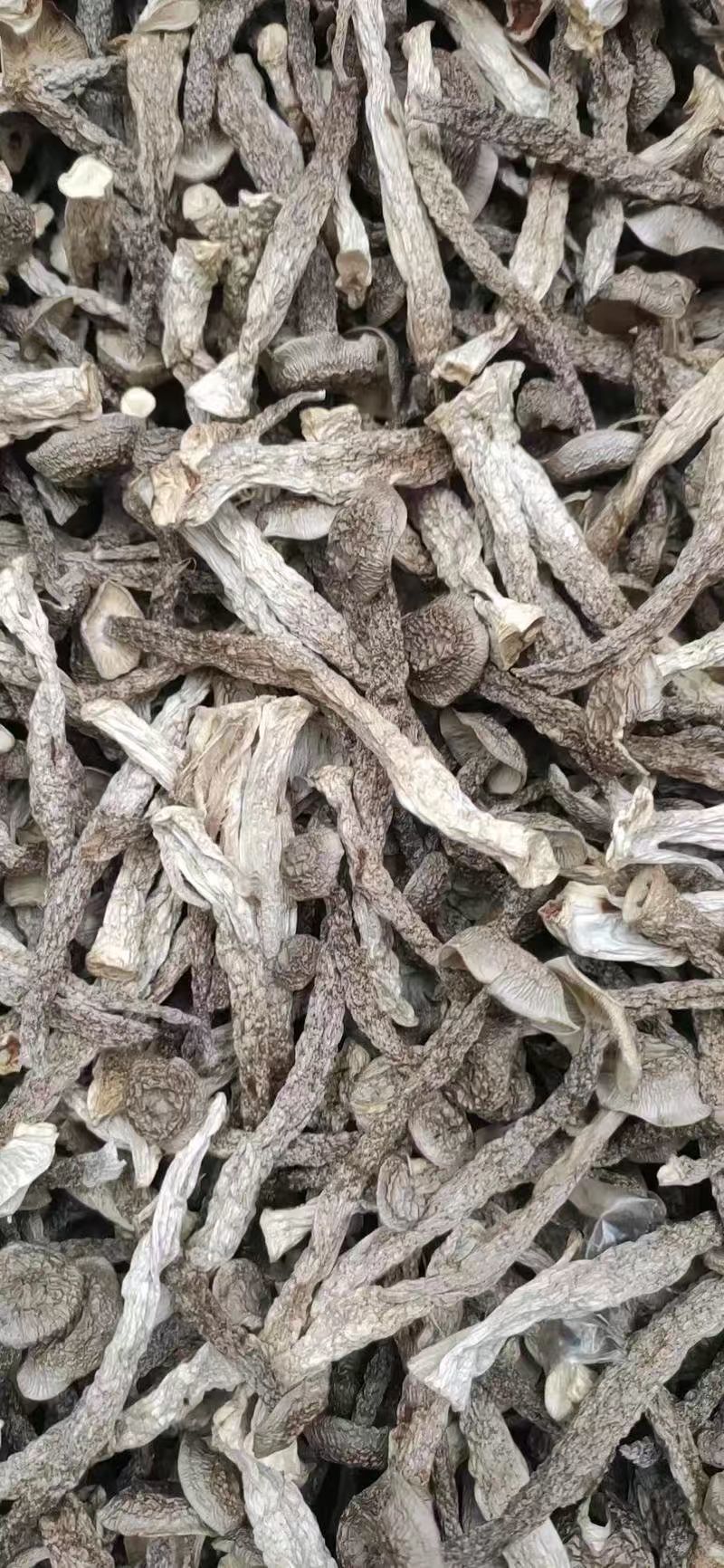 精品鹿茸菇一手货源对接电商市场商超