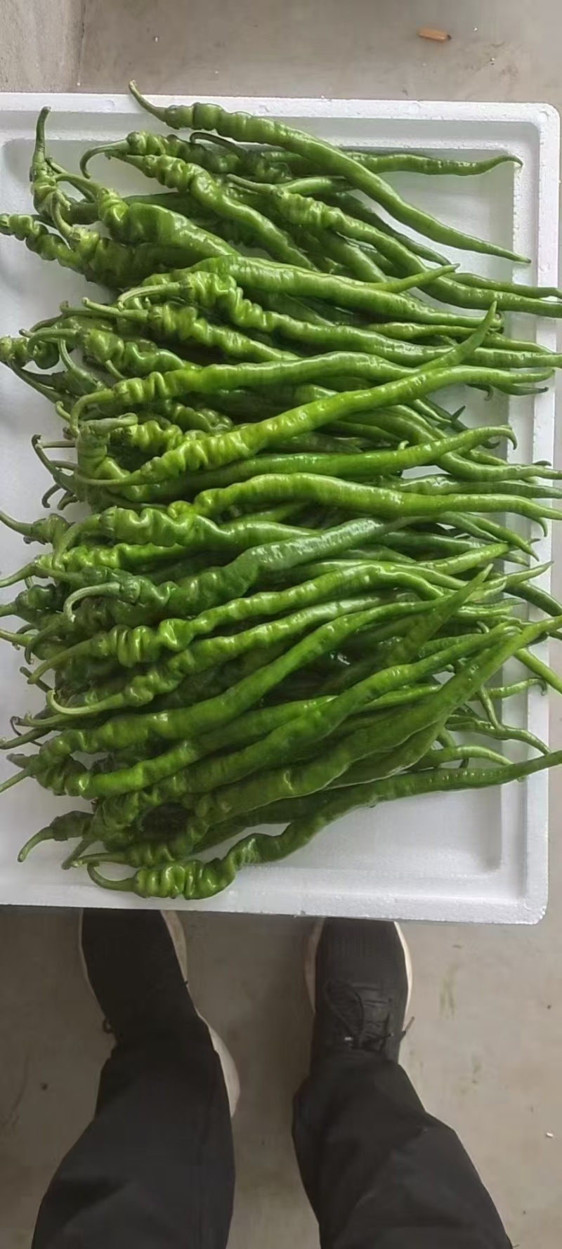 螺线椒罗线椒海量货源常年对接批发团购量大从优