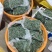 霞浦优质龙须菜新鲜高品质凉拌火锅紫菜粉丝级原味食材