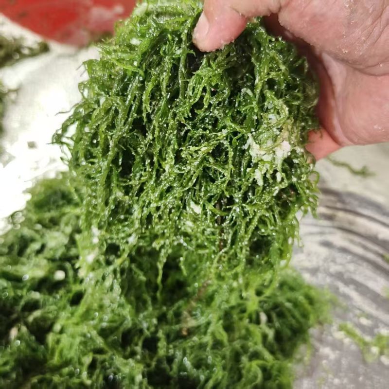 霞浦优质龙须菜新鲜高品质凉拌火锅紫菜粉丝级原味食材