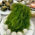 霞浦优质龙须菜新鲜高品质凉拌火锅紫菜粉丝级原味食材
