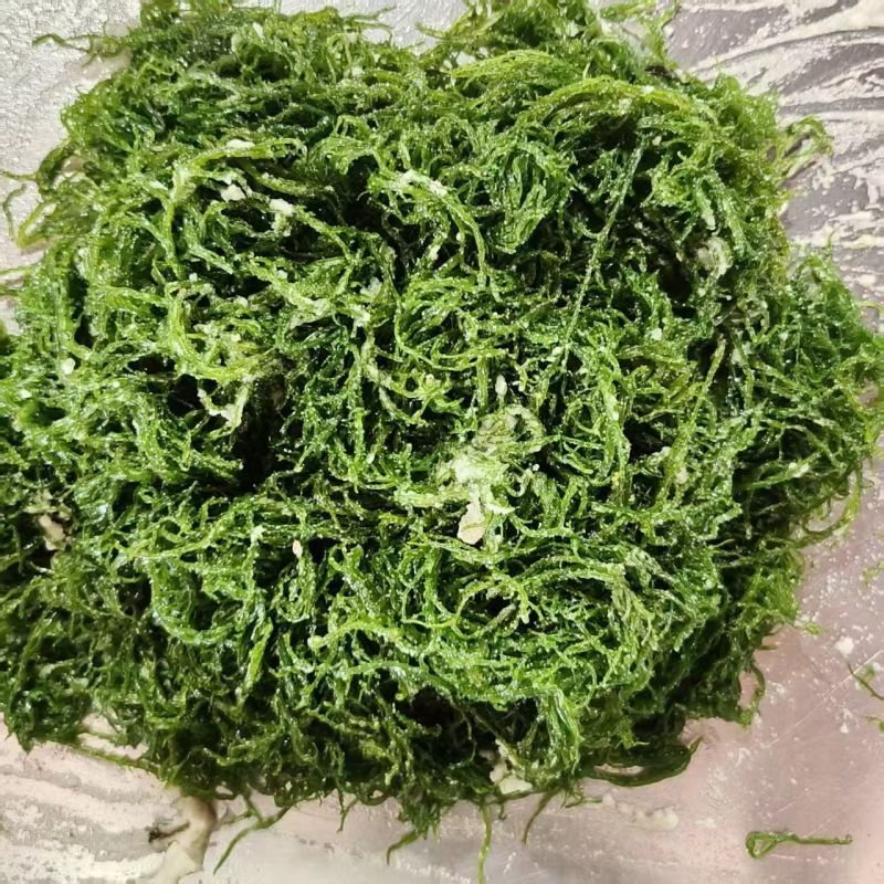 霞浦优质龙须菜新鲜高品质凉拌火锅紫菜粉丝级原味食材