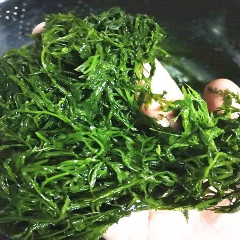 马尾藻非干货整箱